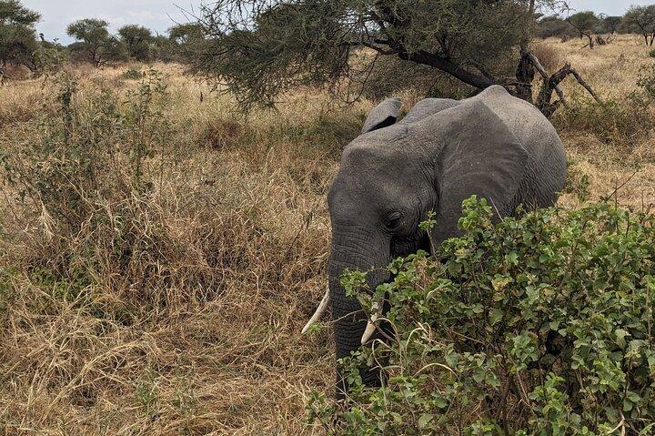 2 Days Private Safari in Ngorongoro Crater and Tarangire Park