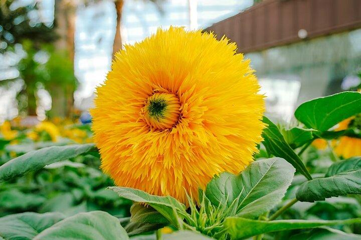 Gardens by the Bay: Cloud Forest + Flower Dome + Floral Fantasy