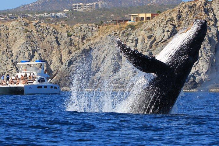 Cabo San Lucas Catamaran Snorkeling and Sightseeing Cruise