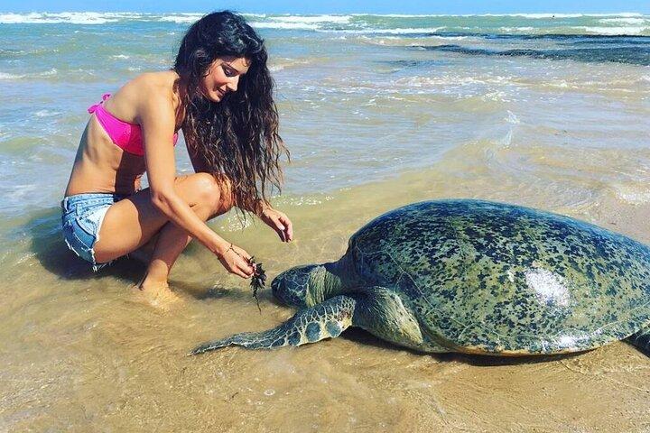 Sri Lankan South Coast One Day Tour - Bentota, Hikkaduwa, Galle