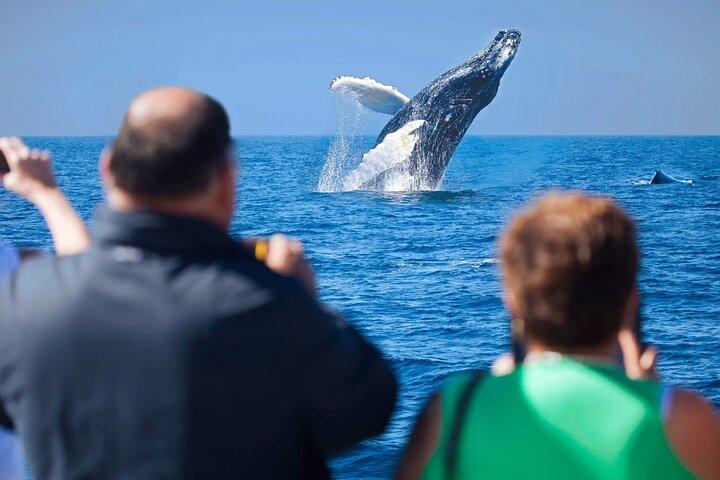 Whale Watching a Majestic Cabo Experience