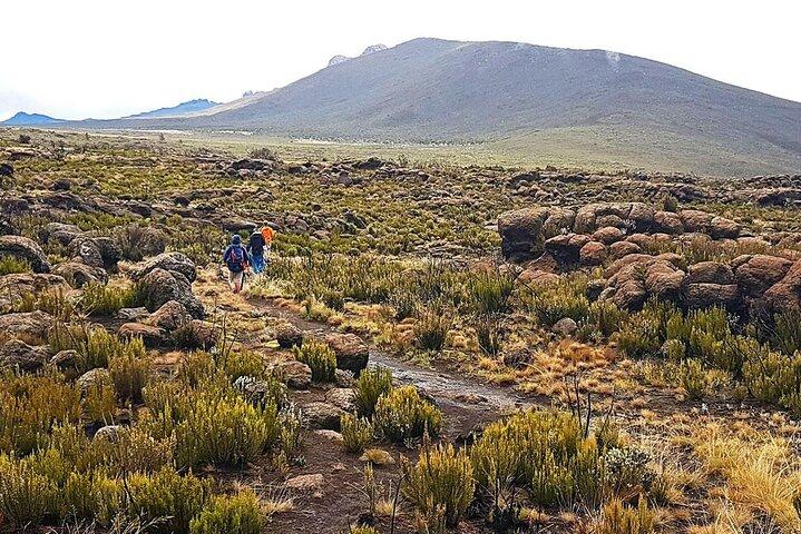 Kilimanjaro Day Hike to Shira Plateau with Picnic Lunch