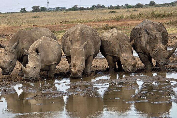 Nairobi National Park Jeep Private Tour with admission