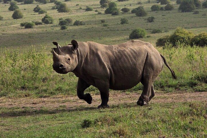 Nairobi National Park Jeep Private Tour with admission