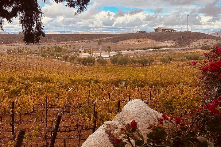 Private Curated Wine Tour in Valle de Guadalupe