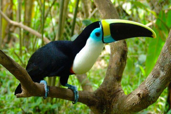 Tambopata 3 Day Amazon Tour: Macaws, Caimans & Jungle