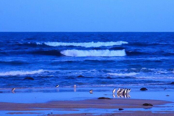 Penguin Parade Express Private Tour Melbourne to Phillip Island