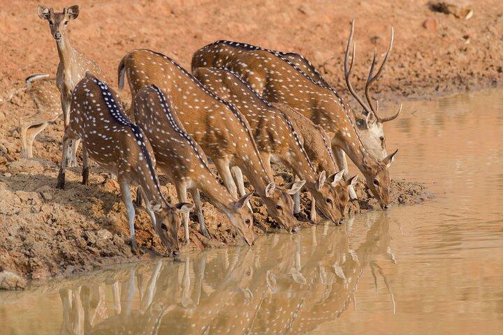 Day Trip to Ranthambore Tiger Reserve from Jaipur