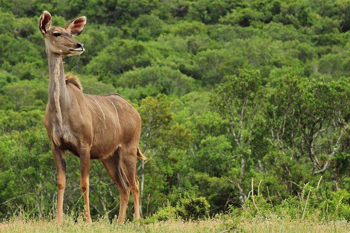 Day Trip to Ranthambore Tiger Reserve from Jaipur