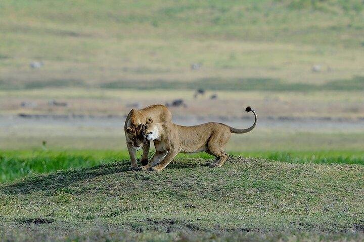 Private Ngorongoro Crater Day Trip Safari from Arusha