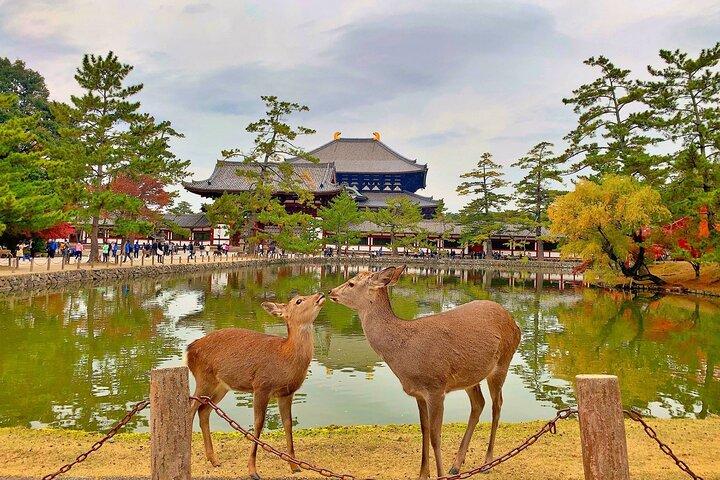 Osaka & Nara: Highlights Private English Guided Tour From Kyoto