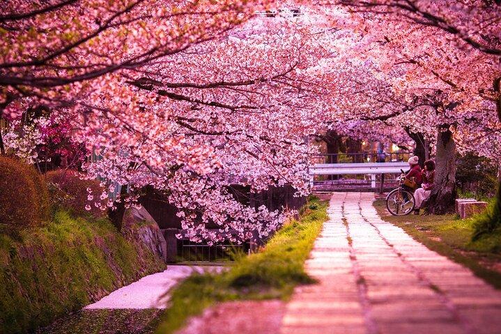 Kyoto:Private Highlights Tour with English Guide & Hotel Pickup