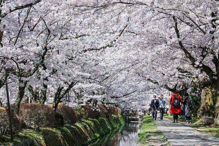 Kyoto:Private Highlights Tour with English Guide & Hotel Pickup