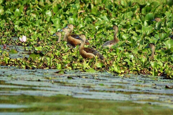 Muthurajawela Wetlands: Scenic Boat Ride & Birdwatching Tour