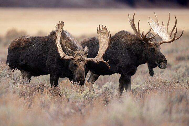 Half-Day Grand Teton Wildlife Safari & Sightseeing Tour