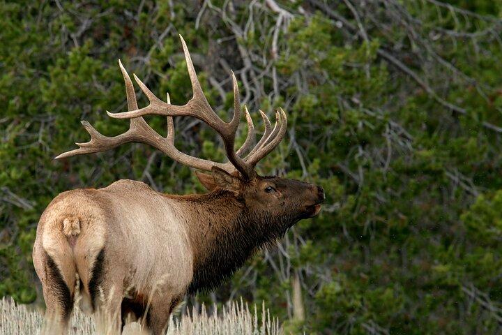 Half-Day Grand Teton Wildlife Safari & Sightseeing Tour