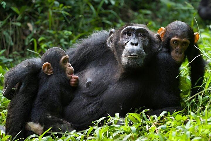 1 Day Chimpanzee Trekking Safari to Kibale National Park