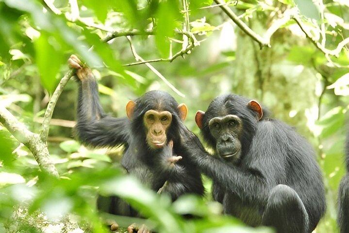 1 Day Chimpanzee Trekking Safari to Kibale National Park