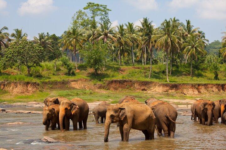 Private Kandy Day Tour from Colombo with entrance Tickets