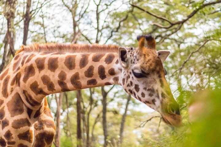 Nairobi Wildlife Experience: Elephants, Giraffes & Safari Drive