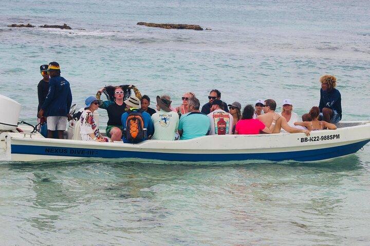 Discover Catalina Island from Punta Cana DR An Escape Journey