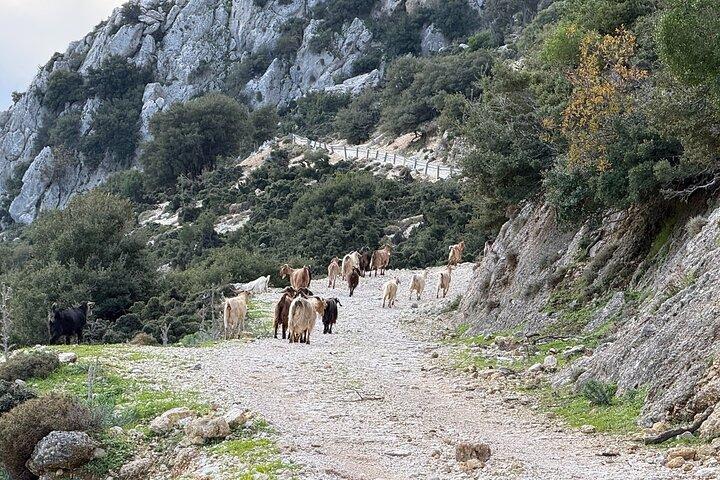 Kefalonia 4×4 Van Adventure Mount Ainos and Omala Valley Tour