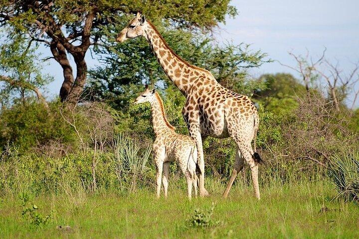 Mokoro Full Day Trip In The Okavango Delta