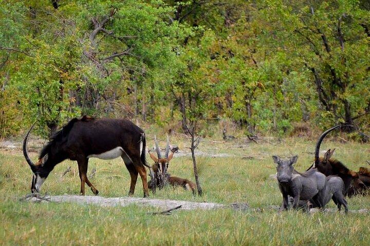 Mokoro Full Day Trip In The Okavango Delta