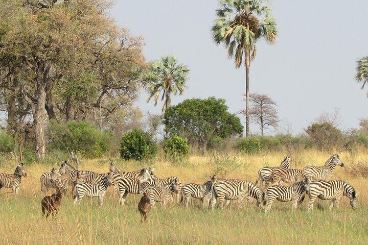 Mokoro Full Day Trip In The Okavango Delta