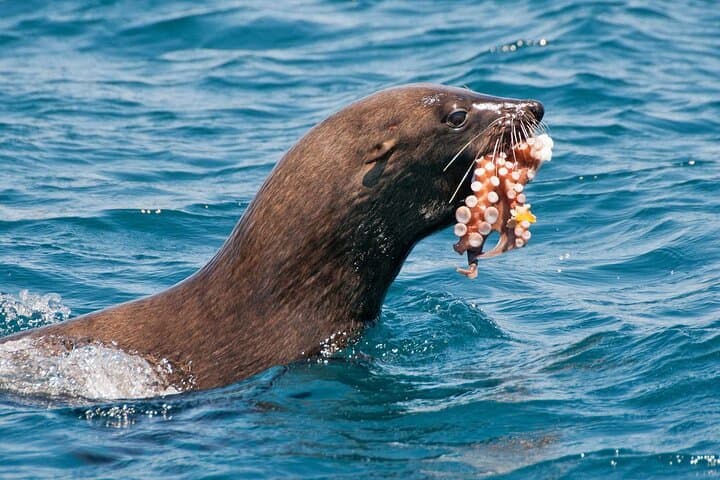 Full-Day Cape Peninsula Tour from Cape Town