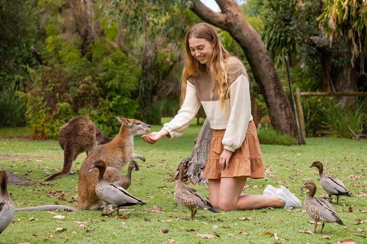Pinnacles Desert, Koalas and Sandboarding 4WD Day Tour from Perth