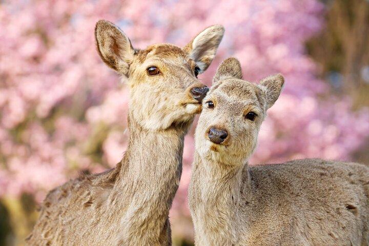 Depart from Osaka & Kyoto: Classic Nara Park&Fushimi Inari Tour