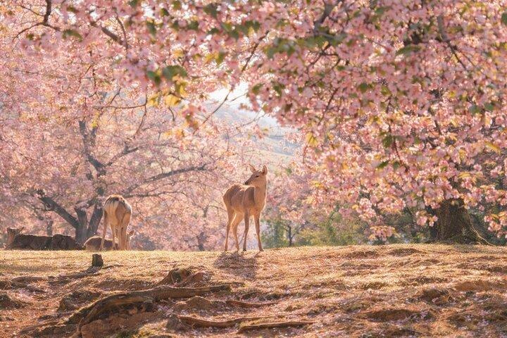 Depart from Osaka & Kyoto: Classic Nara Park&Fushimi Inari Tour