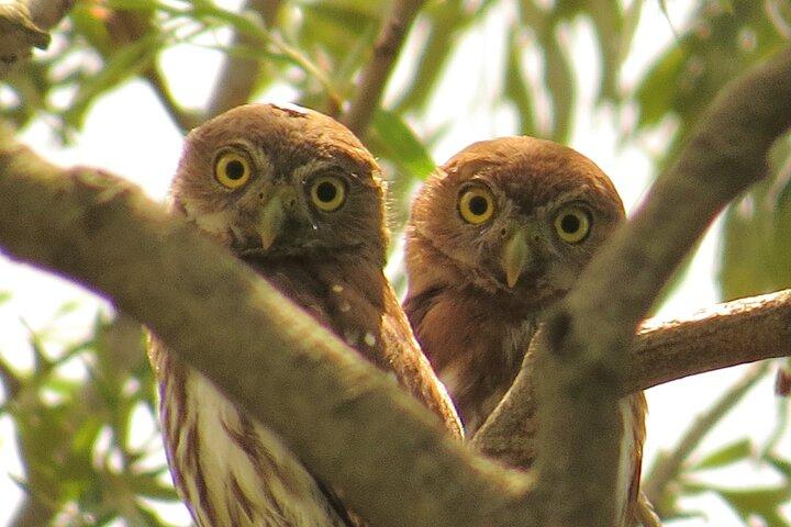 Nighthawk Birding Guided Tours in Antigua Guatemala