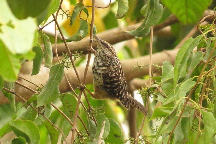 Nighthawk Birding Guided Tours in Antigua Guatemala