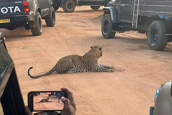 Special Leopard Safari Tour Yala National Park