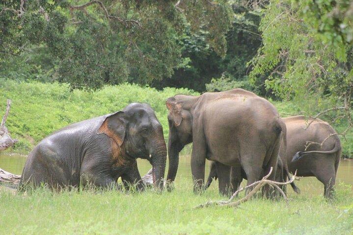Special Leopard Safari Tour Yala National Park