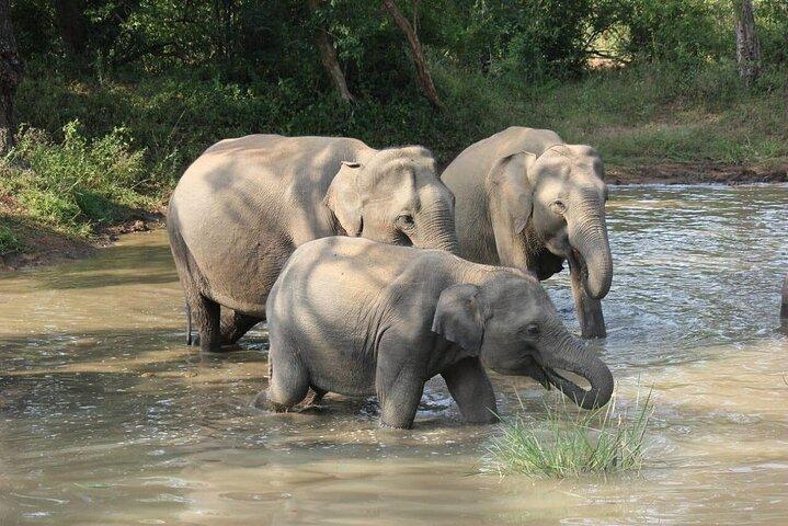 Special Leopard Safari Tour Yala National Park