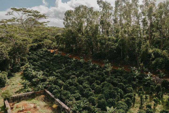 Chamarel 7 Colored Earth Geopark and Coffee Tour Experience