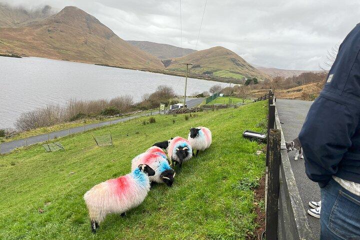 Connemara, Kylemore Abbey& Sheepdog herding demo from Galway City