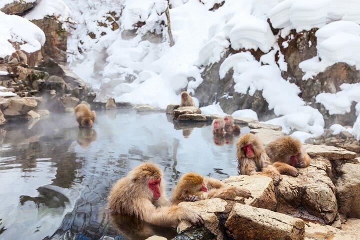 Nagano Day Trip Togakushi Shrine and Jigokudani Monkey Park