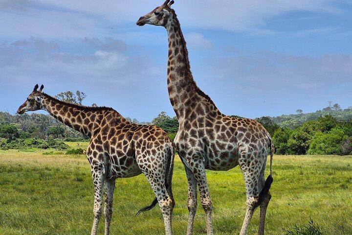Port Elizabeth Kragga Kamma Game Park 4WD Tour