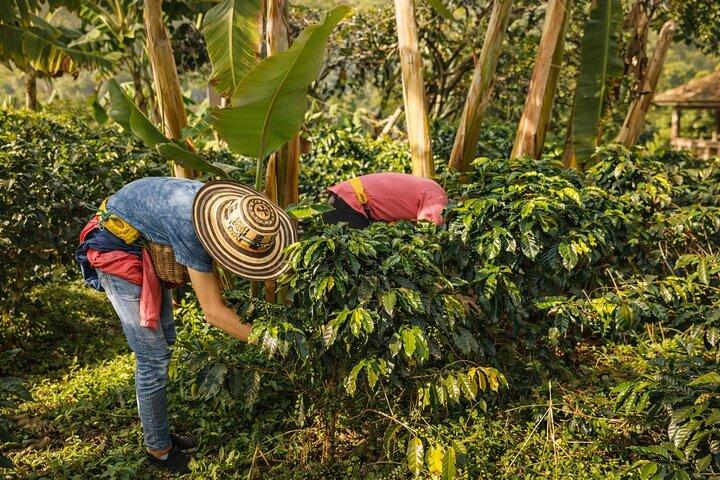 Private Tour to Guatapé & Coffee Farm from Medellín!