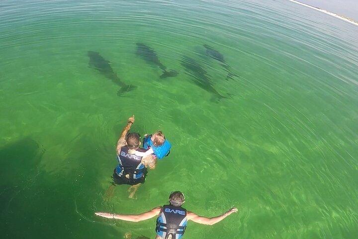 Swim With Dolphins and Shell Island Snorkeling Adventure