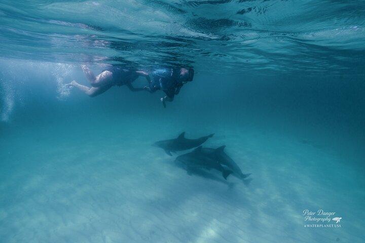 Swim With Dolphins and Shell Island Snorkeling Adventure