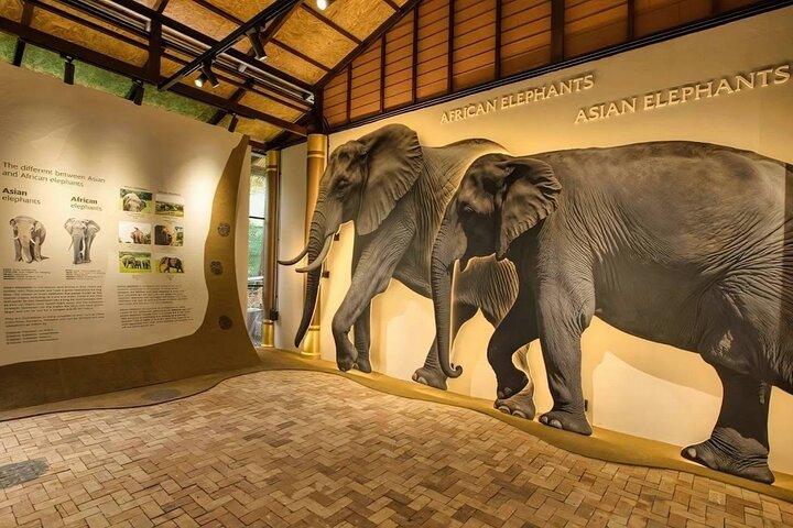 Samui: Elephant Jungle experience & The First Elephant Museum