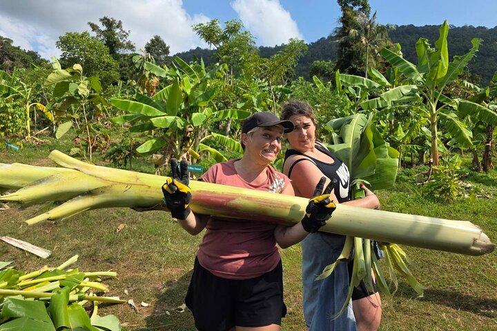 Samui: Elephant Jungle experience & The First Elephant Museum