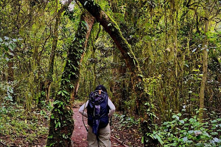 Kilimanjaro Day Trek: Rainforest Experience to Mandara Hut