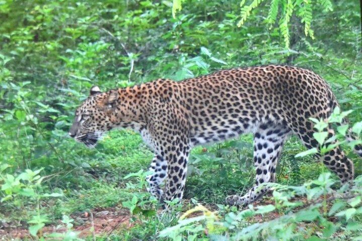 Privat Transfer from Ella to Miriss with Udawalawa safari