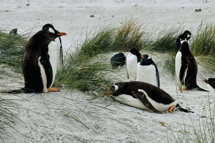 Falkland Islands Wildlife & Stanley Highlights Tour